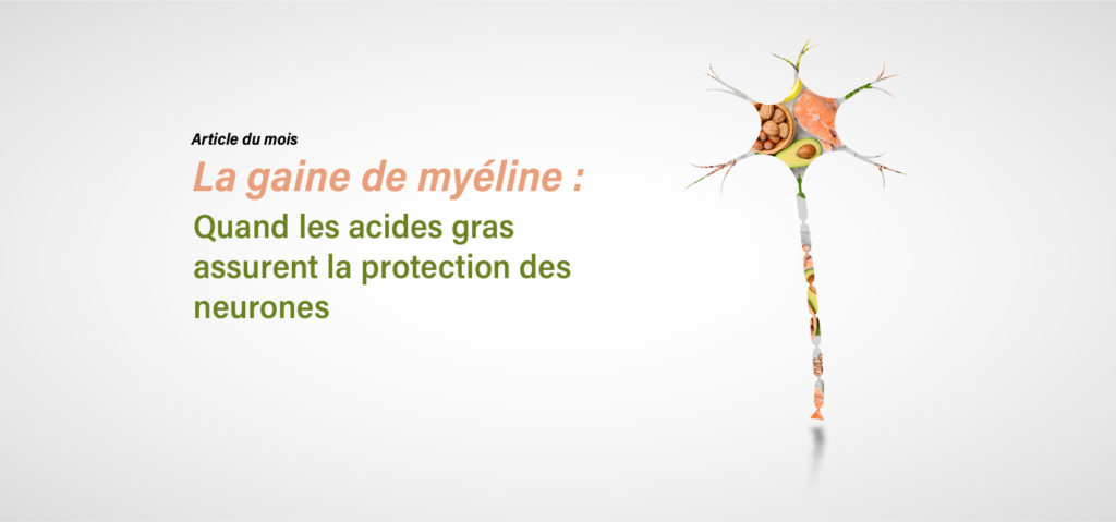 La gaine de myéline : quand les acides gras assurent la protection des neurones